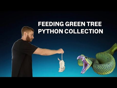 Feeding green tree python collection