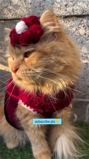 Kitten Grooming.#shorts #cat #cute #trending #trendingshorts #viral #viralvideo #kitten #ytshorts