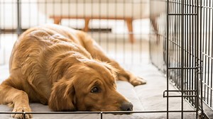 Dog Crate Size For Lab – How Big And What Type Should It Be?