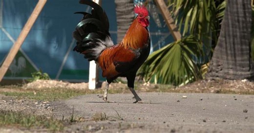 Meet the surprising figures who rule the roost in Key West