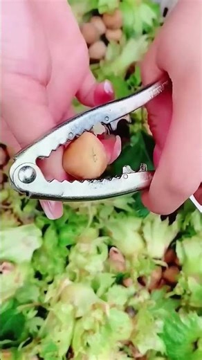 Peeling Hazelnut Shells