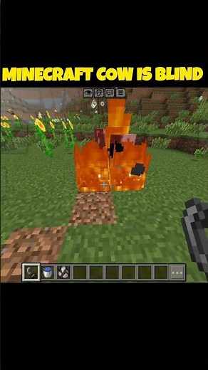 Minecraft Cow Is Blind....🥀