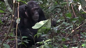 RAW VIDEO: Chimpanzees Filmed 'Using Leaves Like Toilet Paper' 1/5