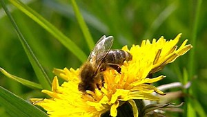 What's Causing the Mysterious Mass Death of Honeybees? | Britannica