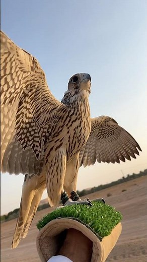 Unbelievable Falcon Training Moment 🦅 | Powerful Falcon Attacks
