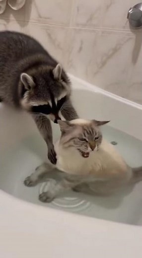 Raccoon Bathing a Cat The Ultimate Clean Up Duo