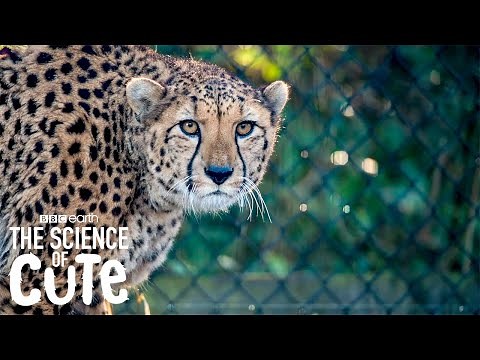 Why Do We Find These Predators So Cute? | BBC Earth Kids