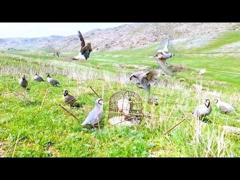 Caught Live on Camera | Unbelievable Wild Bird Catching Moment! #World_Adventure_Skill