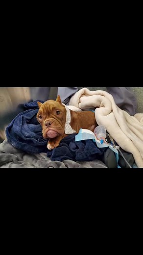 Bullies and Buddies on TikTok