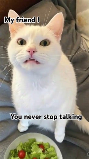 friends all the time 😂#funnycats #cutecat #entertainment #cute #perciancat #funny #memes #meowgical