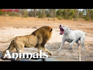 Lion Vs Pit Bull Fight Video - Pit Bull Vs Lion Comparison - PITDOG