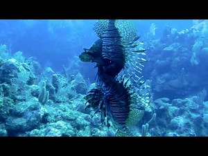 Lion King: Invasive lionfish (Pterois sp.) agonistic behavior observations
