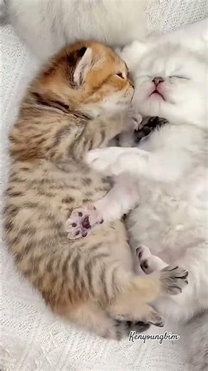 "Funny Kittens Play Fighting 😺 | Cute Kitten Wrestling Moments"