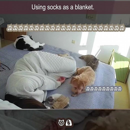 Girl Uses Socks as Blankets for Her Pets... But the Dog Gets Jealous! 😆🐱🐶
