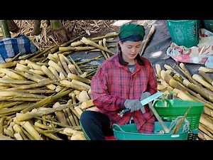 Harvest and Boiling Fresh BAMBOO SHOOTS - Full Process of Bamboo Shoots