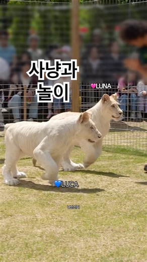 #백사자 뛰고 또 뛰며 토끼도 잡고 공놀이도 하고 물뿌리개 장난감도 좋고💕