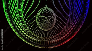 3D animation on a black background with a half-ellipse outline pattern in a variety of charming colors Stock Video