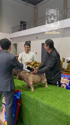 The Exotic Bully male and female clashed at the table, And the winner is… judged by Master Ake Ronin “TPKC International Judge” from Thailand! #YUMYUMdogfood #TPKC #PABR #dogshow #stackoff #exoticbully #dogshowlife #bullygame #fblifestyle | Buhay Bullies