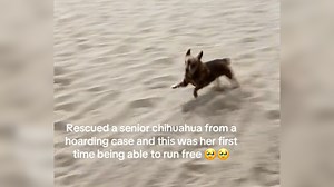 Senior Chihuahua Rescued From Hoarding Situation Runs Free For The First Time