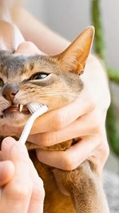 Having trouble brushing your cat’s teeth? Follow these tips and let us know how it goes! | Cats.com