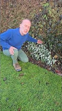 Snowdrop 'Hogget's Round' (galanthus elwesii) #gardening #snowdrop #winterflowers #garden #wow #like