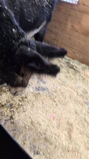 When you're just trying to check the heat and you discover a new form of enrichment 🤣 #animalsoftiktok #zoolife #endangeredbreed #heritagebreeds #donkey #poitoudonkey #animalsdoingfunnythings