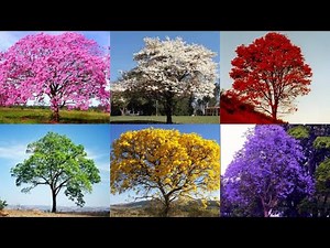 #1 IPÊ - Árvores Nativas do Brasil! #ÁRVORESNATIVAS #NATUREZA