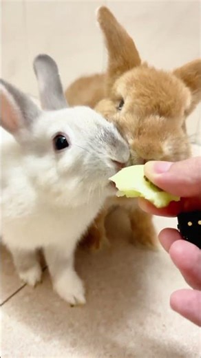 MELON WARS! ⚔️🍈 Whiskers vs Cheeks Battle #asmr #rabbiteating #shorts #satisfying #mukbang
