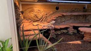 I made a 120 gallon bioactive vivarium with a rock wall background for my Bearded Dragon (details/more photos in comments.)