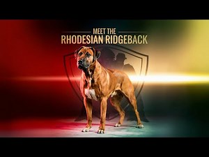 Will a Rhodesian Ridgeback Protect You?