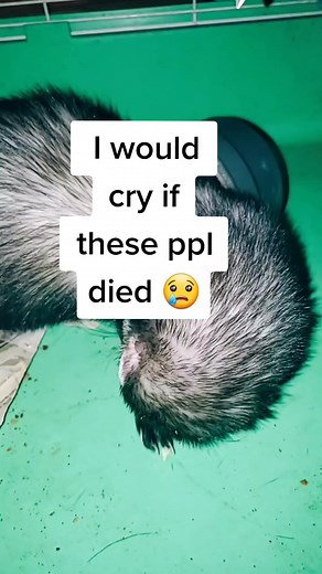 I would cry if these ppl died #fyp #foryourpage #ferret #fans #thankful