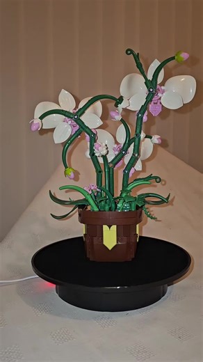 Moth orchid - originates from the Philippines, Papua New Guinea and Australia.