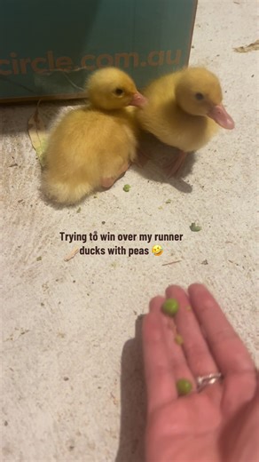 Runner ducks are typically not cuddle ducks but I’m determined to make these guys love us. #runnerducks #indianrunnerducks #indianrunners #duckmom