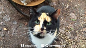 48K views · 2.9K reactions | Our new feral cat DNA mapping project...