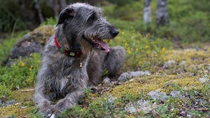 ‘Horse-Sized’ Irish Wolfhounds Joining Mom on the Couch Is Cracking People Up