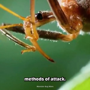 143K views · 2.2K reactions | Assassin bug has a unique hunting tactic! #NatureIsAmazing #NatureIsWild #WildlifeFacts #AnimalFacts #CraziestCreatureFacts #CrazyCreatures | Crazy Creatures | Facebook