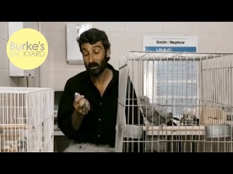 Burke's Backyard, Beak and Feather Disease