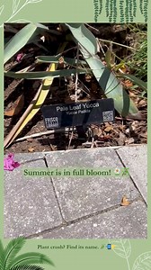 Take a stroll through Frisco Public Library’s landscaping, featuring 35 Texas native plants! 🌿 Scan the QR codes 🌿 Find the plant names 🌿 Learn more online ➡️ https://friscolibrary.com/plants/ #FriscoReads #SummerVibes #FPLLandscaping #PlantLovers #GreeneryGoals #FriscoLibrary #BloomingBeauty #FPL | Frisco Public Library