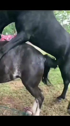 #mating #horse #breeding #cavalo #horsemating