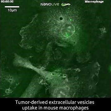 Tumor-derived extracellular vesicles uptake in mouse macrophages - with Nanolive imaging