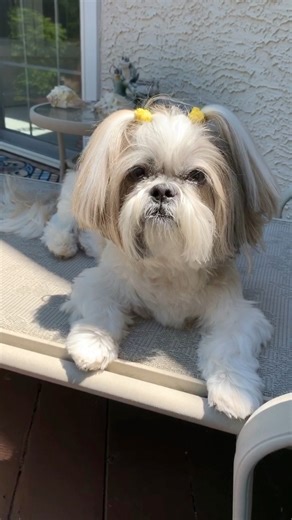 Throwback to lazy days and warm rays ☀️😴 🐾 🐾 🐾 🐾 #shihtzu #shihtzulovers #dog #doglover #dogoftheday #cutedogs #pet #doglife #cutenessoverload #shihtzulove #dogvideos #funnydogs #dogsoffacebook #shihtzupuppy | Lacey Shih Tzu