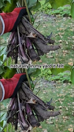 Foraging Burdock Root For Herbal Tea