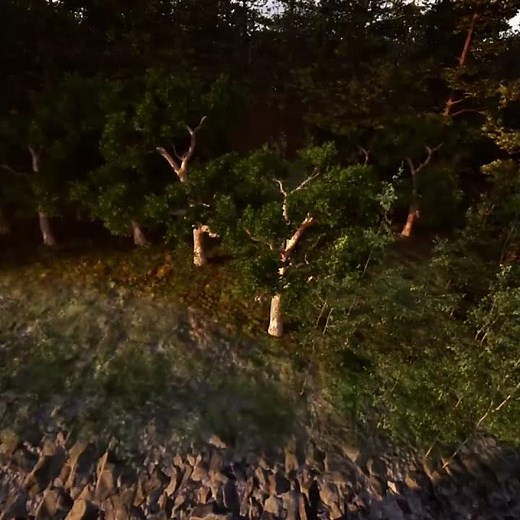 Creating a Forest in Unreal Engine 5.6 with PCG