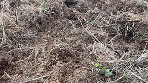 47K views · 174 reactions | Landowner? Watch for hog signs. Wallows, rooted-up soil, and tree rubs are all clear indicators of wild hog activity. If you spot these, it’s time to take action. #HogEyeTech #SmartHogTrapping #TakeBackControl #FeralHogSolutions #WildHogManagement | HogEye Trap Cameras | Facebook