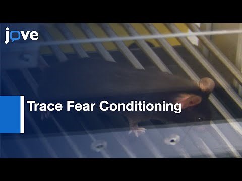 Trace Fear Conditioning In Mice l Protocol Preview
