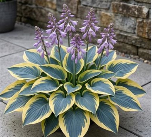 25pcs/pack，hosta Flower Seeds Rare Flower Seeds HSC101 - Etsy