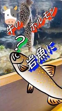 【渓流魚飼育（イワナ飼育）】岩魚に牛のホルモン！？（餌やり） #渓流#イワナ#日本淡水魚#アクアリウム#水槽#飼育#餌やり