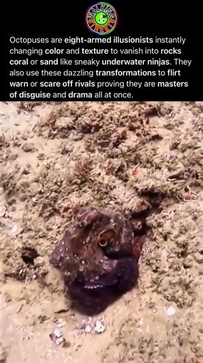 Octopuses Are Underwater Magicians That Can Change Color Faster Than You Can Blink