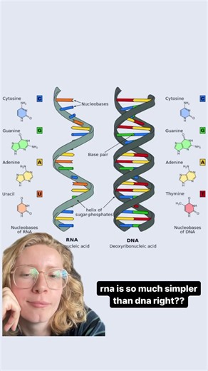 RNA is…complicated. If it’s not confusing enough that there are many types of RNA, some RNA molecules also fold into different shapes that help their stability and functions. Not to worry! We break it all down for you in our new fact sheet: https://www.genome.gov/about-genomics/educational-resources/fact-sheets/ribonucleic-acid-fact-sheet | National Human Genome Research Institute