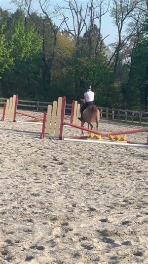 Read description #horse #equestrian #pony